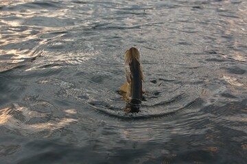 Summer fishing, pike fishing, spinning on the lake