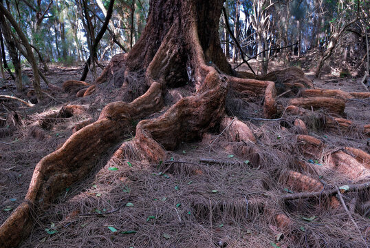 Banyan tree roots in a forest on Molokai