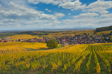 Weinberge oberhalb von Blienschwiller im Elsass im Herbst