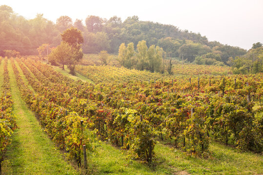 Rows of vines turning red and yellow in autumn
