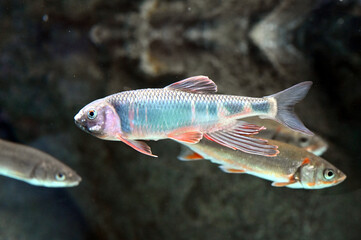 大きなヒレがとても美しいオイカワ