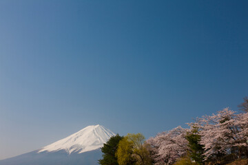河口湖の桜と富士山