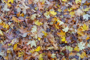 Autumn leaves montage collage for natural background texture image layer, winter colours
