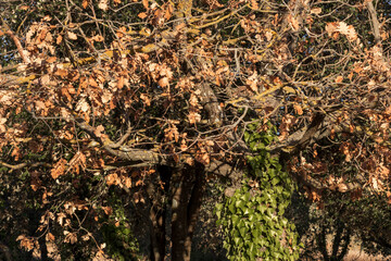 Dry oak leaves on tree branches in autumn