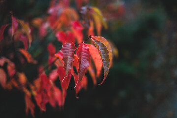 red and yellow leaves