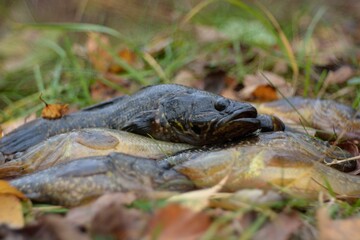 Summer fishing on the lake, Perccottus glenii
