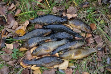 Summer fishing on the lake, Perccottus glenii

