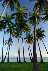 Royal Kamehameha Coconut Palm grove on Molokai at sunset