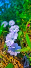 white flower with a glow