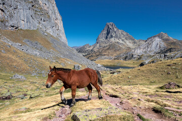 Fototapeta na wymiar Brown horse grazing in Pyrenees mountains, France. Beautiful stallion against scenic mountains landscape