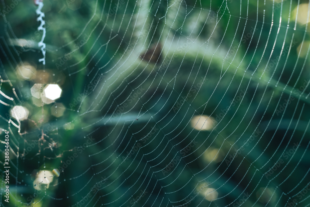 Aufkleber cobweb or spider's web against a natural background, dew drops on a spider .