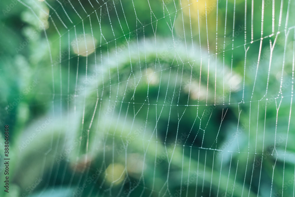 Aufkleber cobweb or spider's web against a natural background, dew drops on a spider .