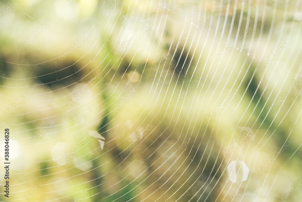 Aufkleber cobweb or spider's web against a natural background, dew drops on a spider .