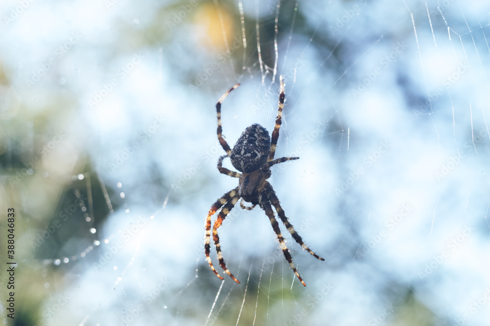 Poster Cobweb or spider's web against a natural background, Dew drops on a spider .