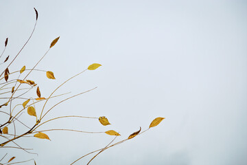 Minimalistic autumn landscape, rare dry autumn leaves on tree branches against cloudy blue sky.