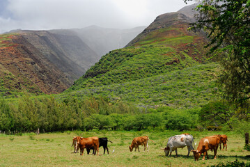 Cattle at Kamalo wharf with Kamalo Gulch on Molokai