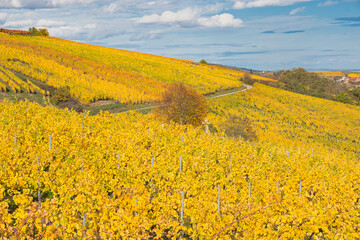 Verfärbte Weinberge oberhalb von Blienschwiller im Elsass