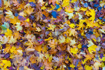 Autumn leaves montage collage for natural background texture image layer, winter colours