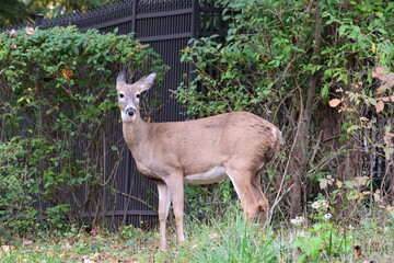 A Wild Deer Standing in front of a Family Front Yard