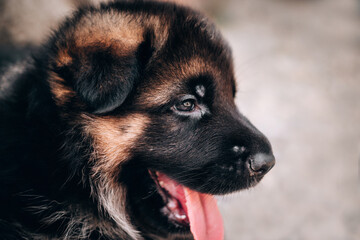 Portrait of a black and red shepherd puppy close-up. Charming baby German shepherd dog lying, posing and smiling. German shepherd kennel.