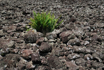 Barren platform of Iliiliopae Heiau with fern