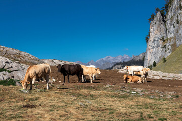 Pyrenean breed cows in Pyrenees mountains graze in mountain pasture, France