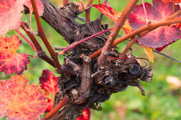 Herbstspaziergang in den Weinbergen bei Rück, Elsenfeld in Unterfranken . Die Blätter strahlen in wunderschönen Herbstfarben, braun, rot, gelb.