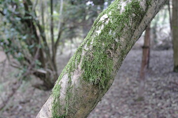 bosco