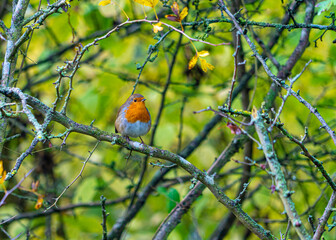 European Robin with stunning red breast singing and perched in hedgerow autumn winter christmas xmas card image