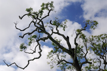Kukui tree in the Sacred grove of Kalanikaula Molokai