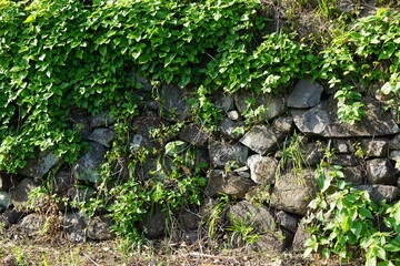 Obraz premium 石垣