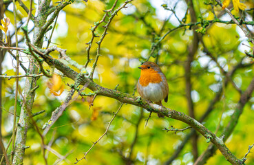 European Robin with stunning red breast singing and perched in hedgerow autumn winter christmas xmas card image