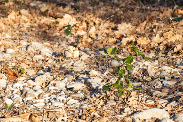 Little plant sprout grows up through rocky ground