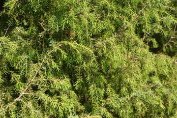 Green Juniper needle like foliage background, texture.