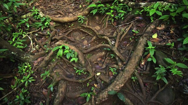 Twisted Surface Roots of Tropical Trees in Mauritius