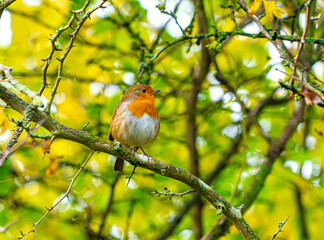 European Robin with stunning red breast singing and perched in hedgerow autumn winter christmas xmas card image