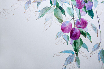 plums on branches, painted with watercolours in semi-transparent colours soft focus