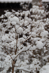 snow covered branches