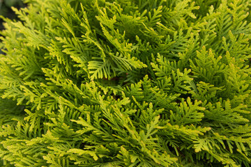 Texture Green Thuja Tree Branches And Leaves As Natural Background