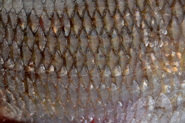 The fish scale close up. Real Ide Fish Scales Background