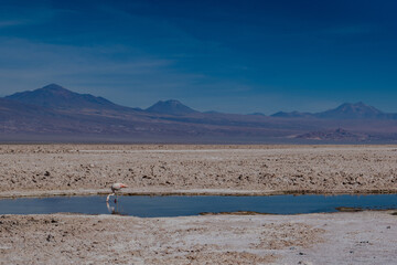 flamingos on the lake