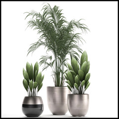 exotic plants in a pot on white background	
