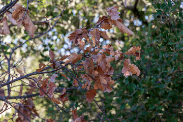 Dry oak leaves on tree branches in autumn