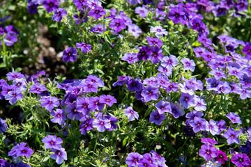 Obraz premium Texture de plante haute définition
