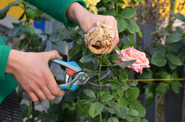 A woman is deadheading, removing faded rose flowers using pruning shears to encourage new further...