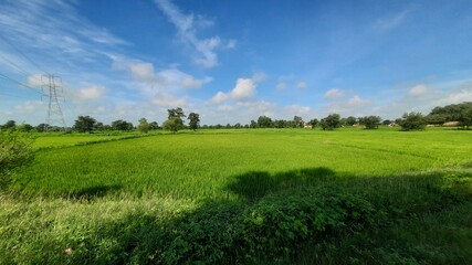 rice crop field in sunny day