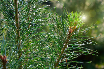 Fototapeta premium Pine branches close-up in the background light
