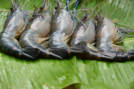 Fresh Shrimps or Prawns over Banana Leaf