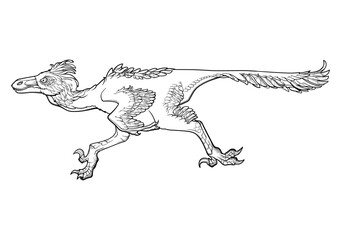 Running velociraptor. Black linear hand drawing isolated on a white background. Coloring Book page. EPS10 Vector illustration