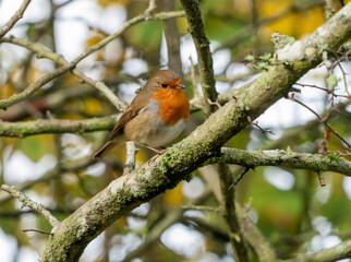 European Robin with stunning red breast singing and perched in hedgerow autumn winter christmas xmas card image